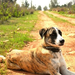 Dog relaxing on field