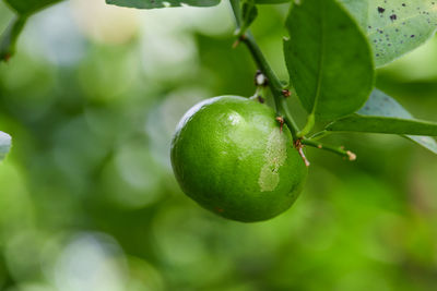Close-up of fruit growing on tree