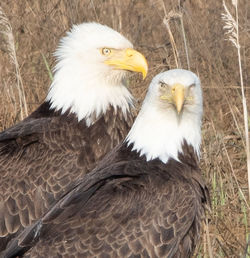 Close-up of eagle