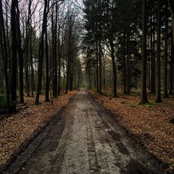 Road passing through forest