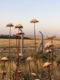 Close-up of wilted flower on field against sky