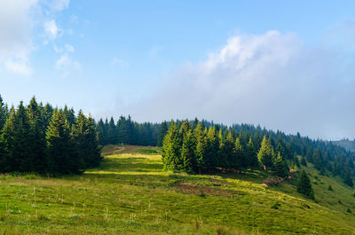 Scenic view of pine trees against sky