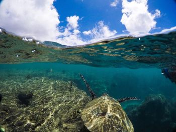 Water surface shot of turtle swimming in sea against sky