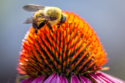 Close-up of bee on flower