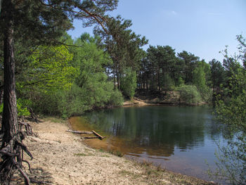 Scenic view of lake against trees in forest