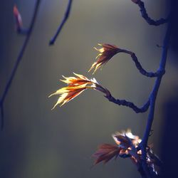 Close up of leaves