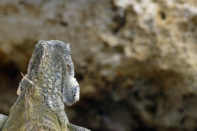 Close-up of statue