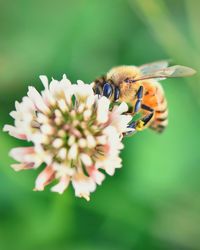 Close-up of bee pollinating on flower