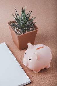 Close-up of succulent plant on table