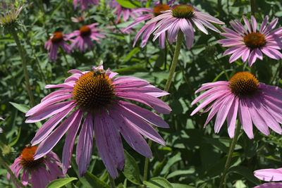 Close-up of pink flower