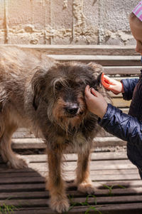 Hands of young girl combing dog care for long fur animals combs for pet love caring puppies adoption