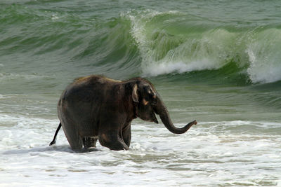 View of a horse in the sea