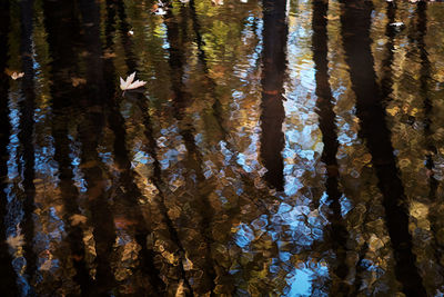 Reflection of trees in water