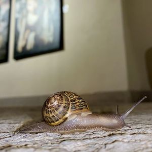 Close-up of snail at home