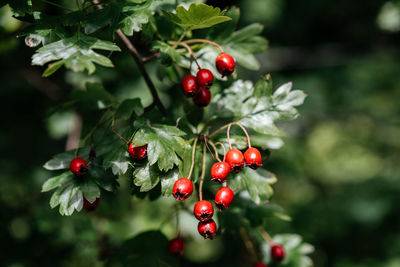 Red fruits of hawthorn crataegus laevigata, midland hawthorn, english hawthorn