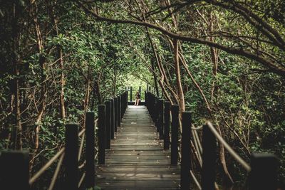 Narrow walkway along trees in forest