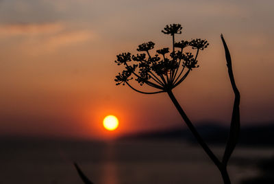 Close-up of silhouette plant against sky during sunset