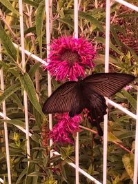 Purple flowers blooming outdoors