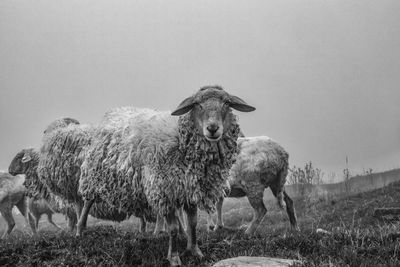 Close-up of sheeps in black and white