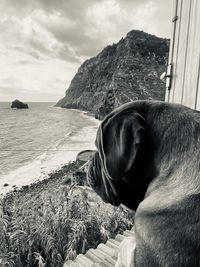 Dog looking at sea shore against sky