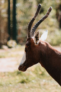 Close-up of deer