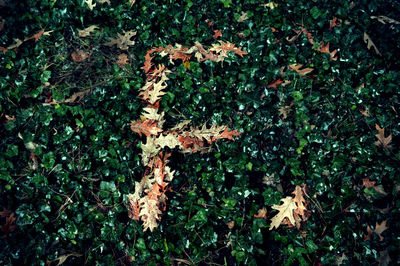 High angle view of flowering plant on field