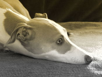 Close-up of dog lying down