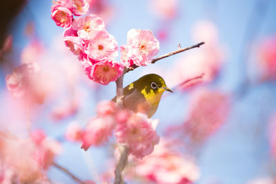 Close-up of bird perching on flower
