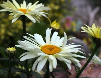 Close-up of flowers blooming outdoors