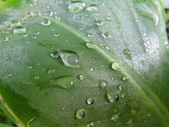 Close-up of water drops on leaf