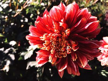 Close-up of red flowering plant