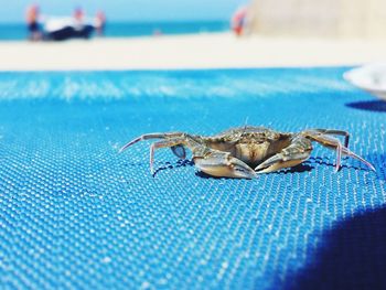 Crab on blue mat at beach on sunny day