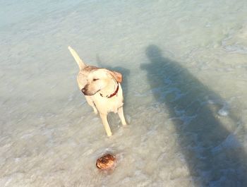 High angle view of dog standing on beach