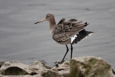 Bird perching on rock by lake