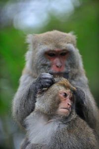 Portrait of monkey monkeys