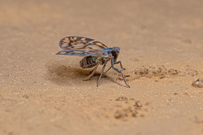 Close-up of insect