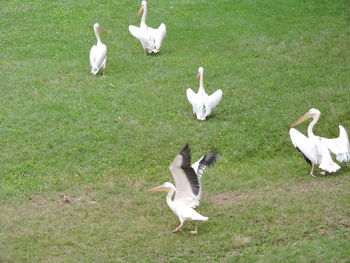 View of birds on grassy field