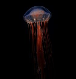 Close-up of jellyfish against black background