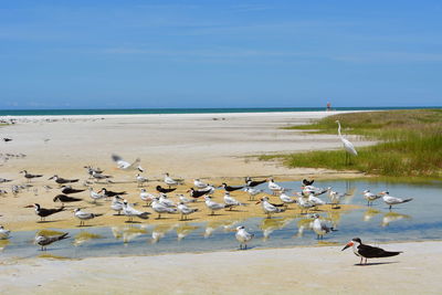 Seagulls on shore