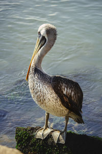 Close-up of duck in lake