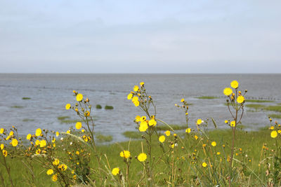 Yellow flowers on field against sky