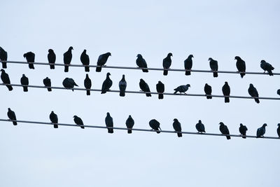 Low angle view of birds perching on cable against sky