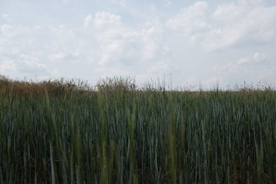 Wheat growing on field against sky