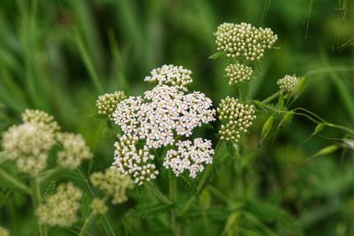 Close-up of flowering plant