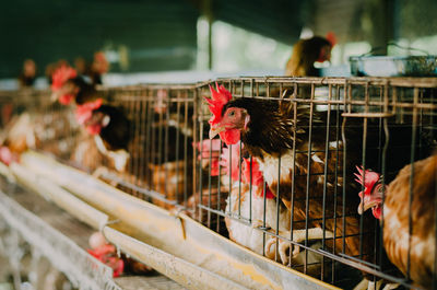 Chickens in cage