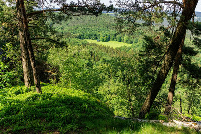 Scenic view of forest