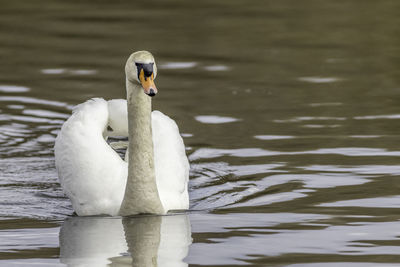 Close-up of swan in lake