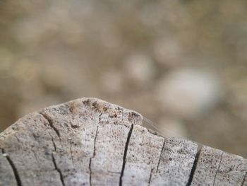 Close-up of wood against tree