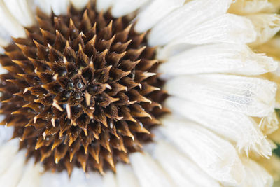 Close-up of flower