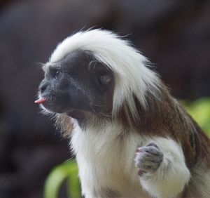 Close-up of monkey sitting outdoors